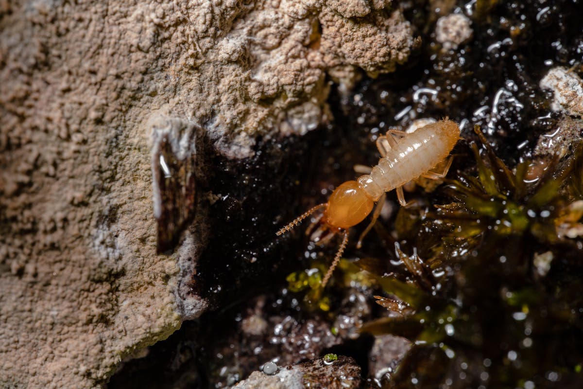 Dégâts causés par les termites sur une structure en bois